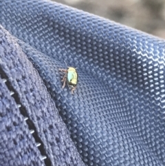 Ditropidus sp. (genus) at Jacka, ACT - 5 Aug 2021 12:25 PM