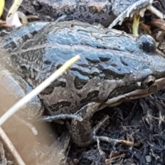 Limnodynastes tasmaniensis (Spotted Grass Frog) at Aranda Bushland - 10 Aug 2021 by trevorpreston