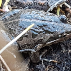 Limnodynastes tasmaniensis at Holt, ACT - 10 Aug 2021 10:25 AM