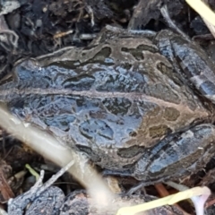 Limnodynastes tasmaniensis at Holt, ACT - 10 Aug 2021 10:25 AM