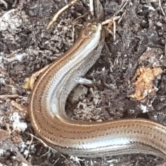 Hemiergis talbingoensis (Eastern Three-toed Earless Skink) at Holt, ACT - 10 Aug 2021 by tpreston
