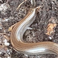 Hemiergis talbingoensis (Three-toed Skink) at Holt, ACT - 10 Aug 2021 by tpreston