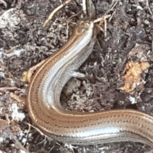 Hemiergis talbingoensis at Holt, ACT - 10 Aug 2021