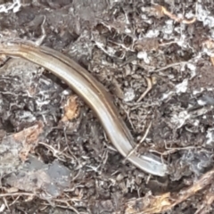 Hemiergis talbingoensis at Holt, ACT - 10 Aug 2021 10:30 AM