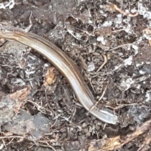 Hemiergis talbingoensis at Holt, ACT - 10 Aug 2021