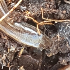 Hemiergis talbingoensis at Holt, ACT - 10 Aug 2021