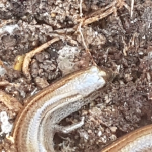 Hemiergis talbingoensis at Holt, ACT - 10 Aug 2021