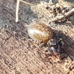 Unidentified Jumping & peacock spider (Salticidae) (TBC) at Holt, ACT - 10 Aug 2021 by tpreston