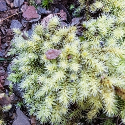 Bartramiaceae at Aranda Bushland - 10 Aug 2021 by trevorpreston