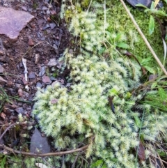 Bartramiaceae at Holt, ACT - 10 Aug 2021