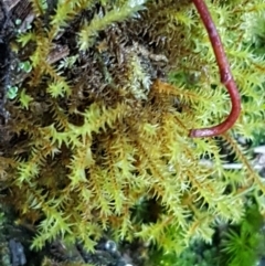 Triquetrella (A trailing moss) at Holt, ACT - 10 Aug 2021 by trevorpreston