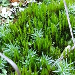 Campylopus (A moss) at Aranda Bushland - 10 Aug 2021 by trevorpreston