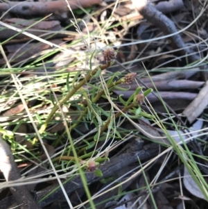 Stackhousia monogyna at Jacka, ACT - 5 Aug 2021