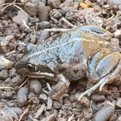 Limnodynastes tasmaniensis (Spotted Grass Frog) at Holt, ACT - 10 Aug 2021 by trevorpreston