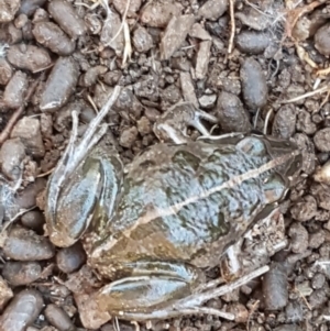 Limnodynastes tasmaniensis at Holt, ACT - 10 Aug 2021 10:59 AM