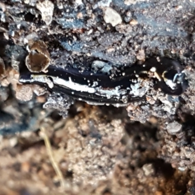 Parakontikia atrata (The Black planarian) at Holt, ACT - 10 Aug 2021 by tpreston