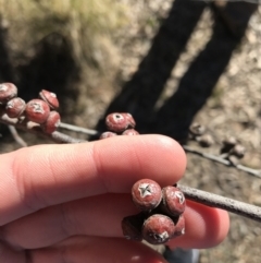 Eucalyptus macrorhyncha subsp. macrorhyncha (Red Stringybark) at Jacka, ACT - 5 Aug 2021 by Tapirlord