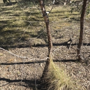 Eucalyptus blakelyi at Jacka, ACT - 5 Aug 2021
