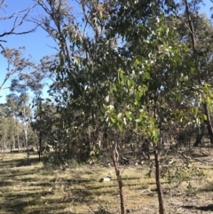 Eucalyptus blakelyi at Jacka, ACT - 5 Aug 2021
