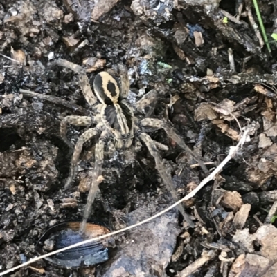 Venatrix speciosa (Wolf spider) at Mulligans Flat - 5 Aug 2021 by Tapirlord