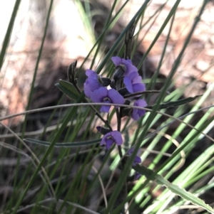 Hovea heterophylla at Holt, ACT - 10 Aug 2021