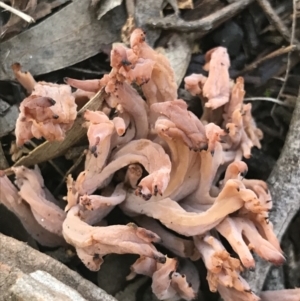 Clavulina vinaceocervina at Holt, ACT - 10 Aug 2021