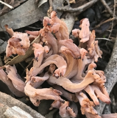 Clavulina vinaceocervina (Dark-tipped Coral) at Holt, ACT - 10 Aug 2021 by MattFox