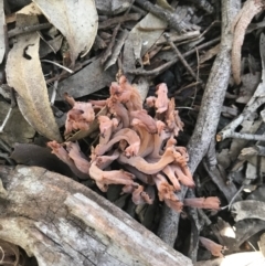 Clavulina vinaceocervina at Holt, ACT - 10 Aug 2021