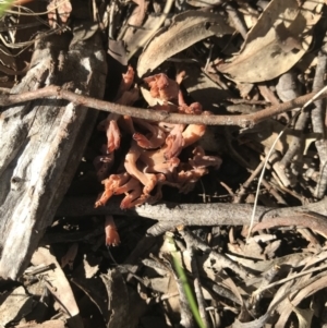 Clavulina vinaceocervina at Holt, ACT - 10 Aug 2021