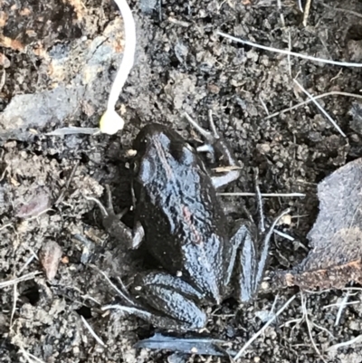 Limnodynastes tasmaniensis (Spotted Grass Frog) at Mulligans Flat - 5 Aug 2021 by Tapirlord