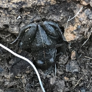 Limnodynastes tasmaniensis at Jacka, ACT - 5 Aug 2021 01:41 PM