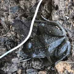 Limnodynastes tasmaniensis at Jacka, ACT - 5 Aug 2021 01:41 PM