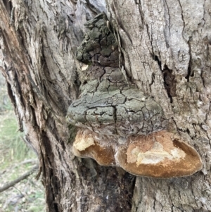 Phellinus sp. (non-resupinate) at Tuggeranong DC, ACT - 9 Aug 2021 03:51 PM