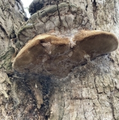 Phellinus sp. (non-resupinate) at Tuggeranong DC, ACT - 9 Aug 2021 03:51 PM