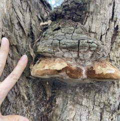 Phellinus sp. (non-resupinate) at Tuggeranong DC, ACT - 9 Aug 2021 03:51 PM