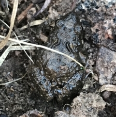 Crinia sp. (genus) (A froglet) at Mulligans Flat - 5 Aug 2021 by Tapirlord