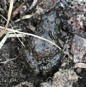 Crinia sp. (genus) at Jacka, ACT - 5 Aug 2021