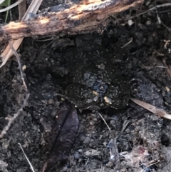 Crinia sp. (genus) at Jacka, ACT - 5 Aug 2021