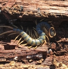 Ethmostigmus rubripes (Giant centipede) at Mulligans Flat - 5 Aug 2021 by Tapirlord