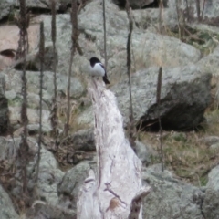 Melanodryas cucullata cucullata (Hooded Robin) at Tennent, ACT - 8 Aug 2021 by Christine