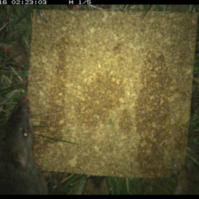 Perameles nasuta (Long-nosed Bandicoot) at Cotter River, ACT - 16 Dec 2020 by StephCJ