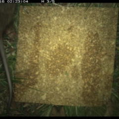 Perameles nasuta at Cotter River, ACT - suppressed