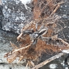 Jotus sp. (genus) (Unidentified Jotus Jumping Spider) at Bruce Ridge - 10 Aug 2021 by trevorpreston