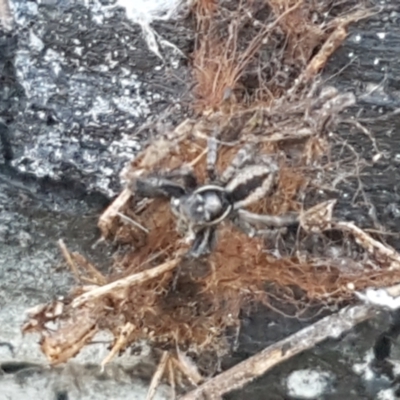 Jotus sp. (genus) (Unidentified Jotus Jumping Spider) at Bruce Ridge - 10 Aug 2021 by trevorpreston