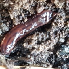 Anzoplana trilineata (A Flatworm) at Bruce, ACT - 10 Aug 2021 by tpreston