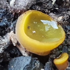 Aleurina ferruginea (Fleshy Cup Fungus) at Bruce, ACT - 10 Aug 2021 by trevorpreston