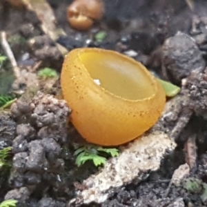 Aleurina ferruginea at Bruce, ACT - 10 Aug 2021