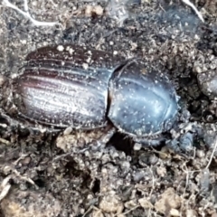 Semanopterus subcostatus (Scarab beetle) at Bruce, ACT - 10 Aug 2021 by trevorpreston