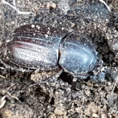 Semanopterus subcostatus (Scarab beetle) at Bruce, ACT - 10 Aug 2021 by trevorpreston