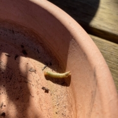 Unidentified Moth (Lepidoptera) at Oakleigh East, VIC - 10 Aug 2021 by Jessradev